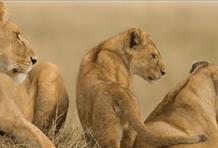 Safari In The Mighty Okavango Delta